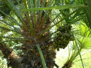 C. humilis fruto.jpg